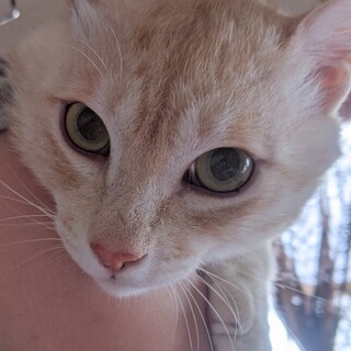 【パステル茶トラ 2〜3歳】嶺（りょう）