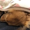 蛍丸 さん