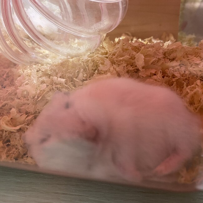 ヌマルネコのカバー写真