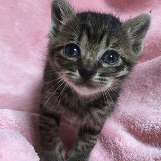 里親決定。鈴ちゃん1ヶ月離乳中