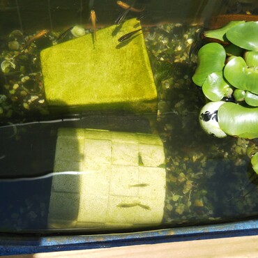 元気なメダカたちです‼️