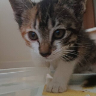 里親決定！キジ三毛の女の子♥️元気いっぱいです！