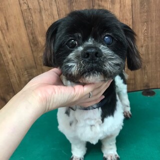 シーズー系マー君☆とても賢い子です！