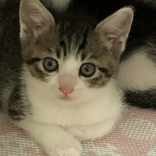 子猫４匹保護しました、幸せにしてあげて下さい