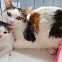 緊急！三毛姉妹のママ