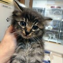 【ぺー】おかげ様で里親様が決まりました！