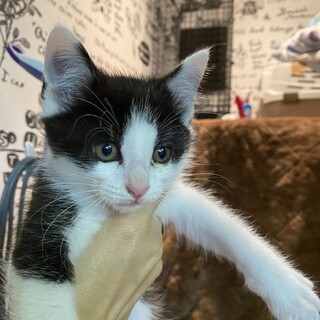 お人形みたいに可愛い兄弟です！