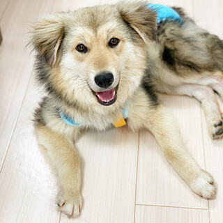 穏やか男子「むくまる」