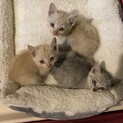 子猫の里親探し中！！