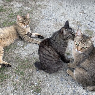 アメショーMix、女の子