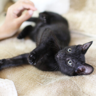 【甘えん坊】真っ黒でツヤツヤ子猫のオムくん