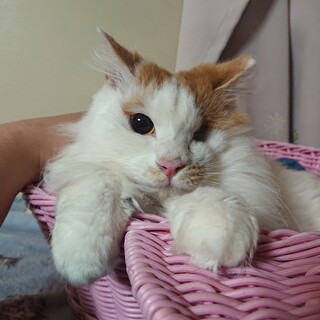 隻眼の姫君♪バレンシアとお幸せに♡