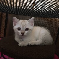 ナナ