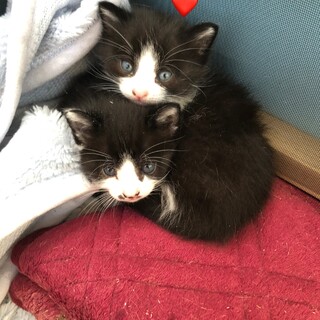 ふわふわハチワレの男の子