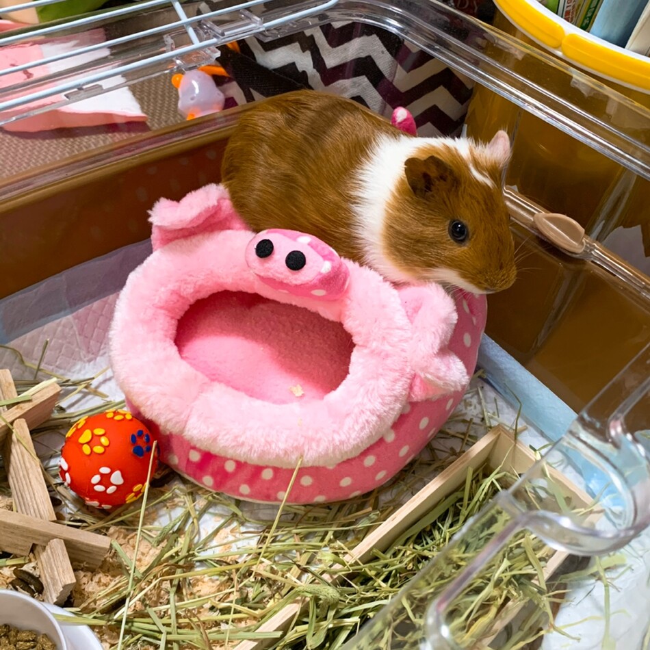 もふのカバー写真