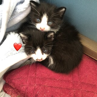 ふわふわハチワレの女の子