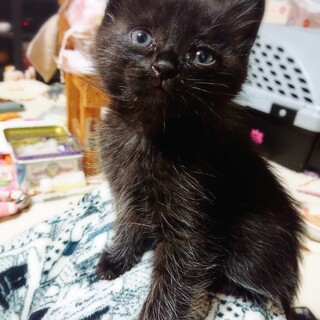 イケメン キャビア君