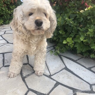 ベンジャミン君　アメリカンコッカースパニエル