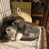 うちの生活にも慣れ良い子で暮らしてます。今チャビが８００ｇ チョビが７２０ｇ です