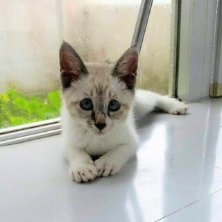 【里親さん決定】幸せの”かぎしっぽ”の持ち主