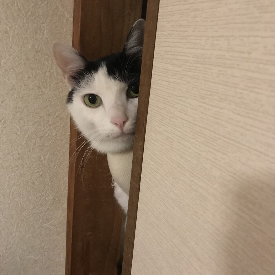ニャースのカバー写真