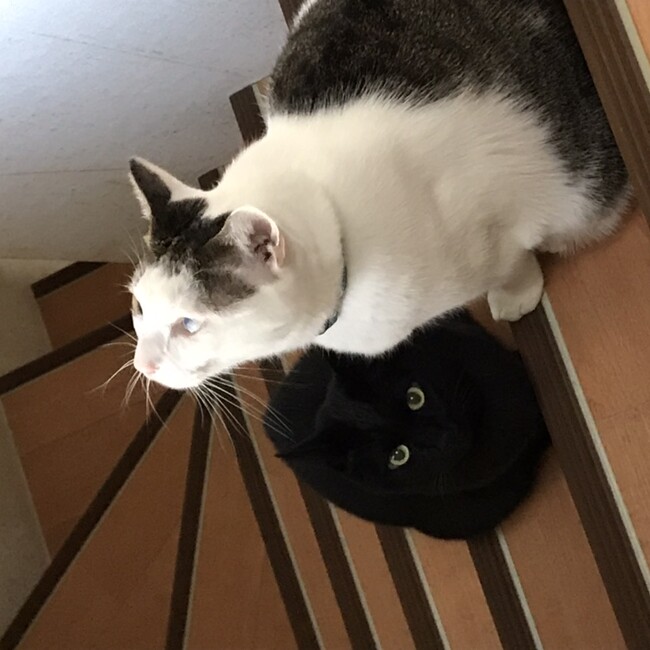 あこずきんのカバー写真