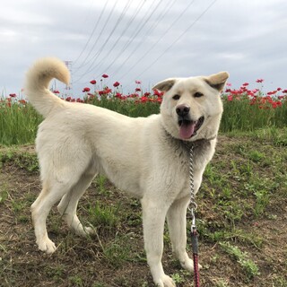 ボール遊びが大好きフレンドリーなハンサム犬