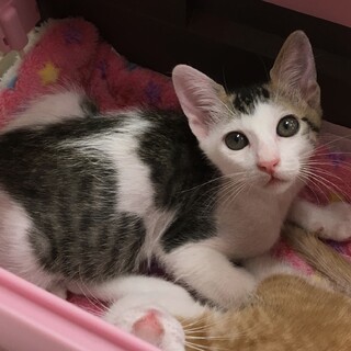 ゴロスリ馴れ馴れ甘えん坊キジ白男子★くら君