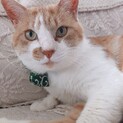 募集再開、穏やかで猫じゃらし大好きなイケメン♪