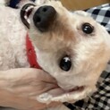 里親様に迎えられました。