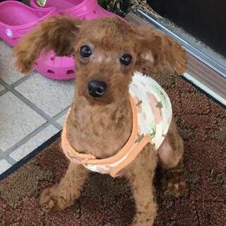 トイプードル9ヶ月の女の子里親募集します❗️