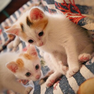 仲良し兄妹2匹！三毛女子、茶白男子のかわいい子猫