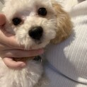 違反取下げ！生後四か月マルプーちゃん　メス