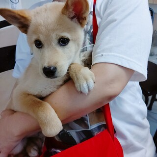 とても賢い３ヶ月の小柄な男の子です