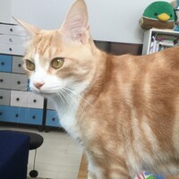 ちぢみ
