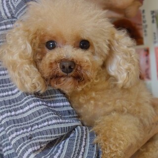 決まりました。多数のお問合せありがとうございます。