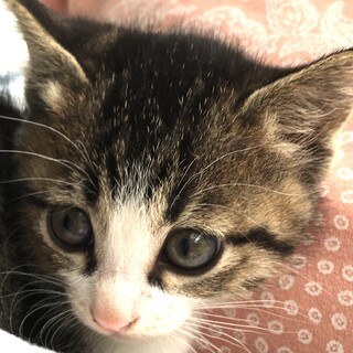 子猫4匹のうちの1匹です！