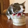 燕丸