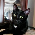 甘えん坊に変身の予感？！モノクロ兄妹黒猫マキくん