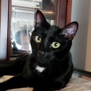 甘えん坊に変身の予感？！モノクロ兄妹黒猫マキくん