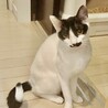甘えん坊に変身の予感？！モノクロ兄妹黒猫マキくん サムネイル6