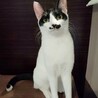 甘えん坊に変身の予感？！モノクロ兄妹黒猫マキくん サムネイル7
