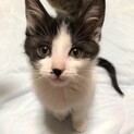 とっても可愛くて懐こいハチワレの花ちゃん　一時停止