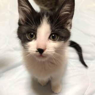 とっても可愛くて懐こいハチワレの花ちゃん　一時停止