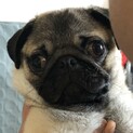 パグ大好きな方