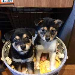 縁の会　犬猫譲渡会 サムネイル2