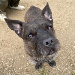 縁の会　犬猫譲渡会 サムネイル3