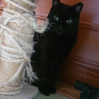 劣悪な環境からのレスキュー№3