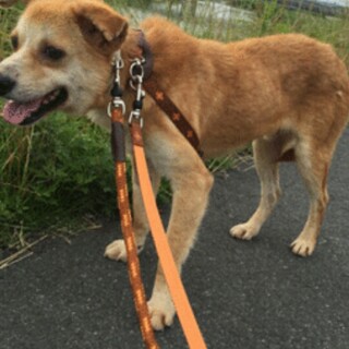 優しい小心者コグシくんの里親さま募集中です。