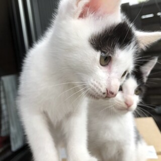 里親決定★まゆげ白猫の女の子